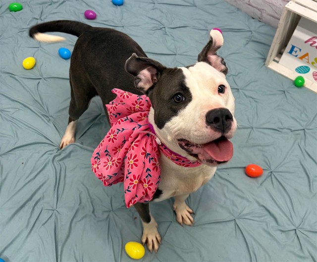 Shelter Stray Female Dog last seen Near BLOCK GREENFIELD, DETROIT MI 48228, Detroit, MI 48211