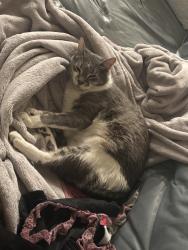 Lost Male Cat last seen Trader joes , San Antonio, TX 78230