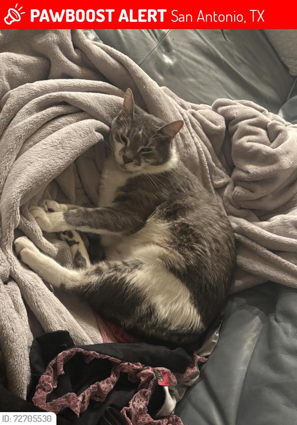 Lost Male Cat last seen Trader joes , San Antonio, TX 78230