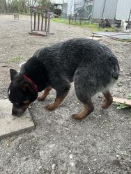 Found/Stray Male Dog last seen Herdon Elementary, Royse City, TX 75189
