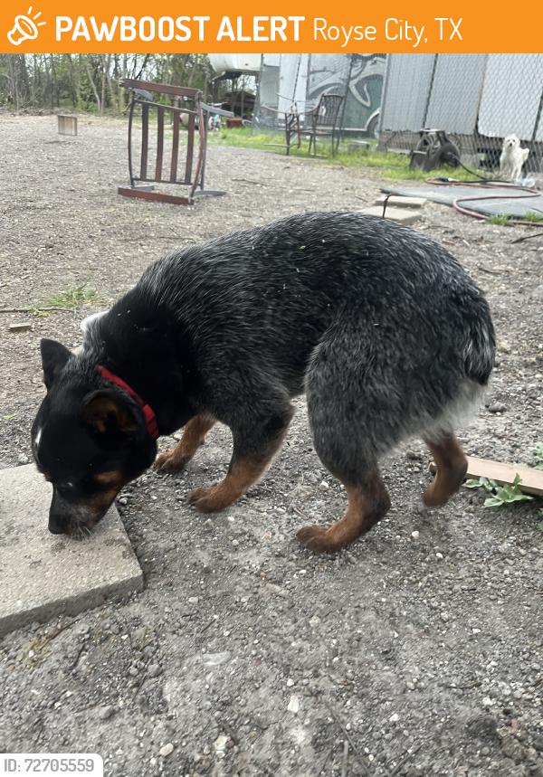 Found/Stray Male Dog last seen Herdon Elementary, Royse City, TX 75189