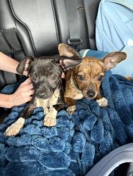 Found/Stray Unknown Dog last seen TNZ food store , Waco, TX 76703