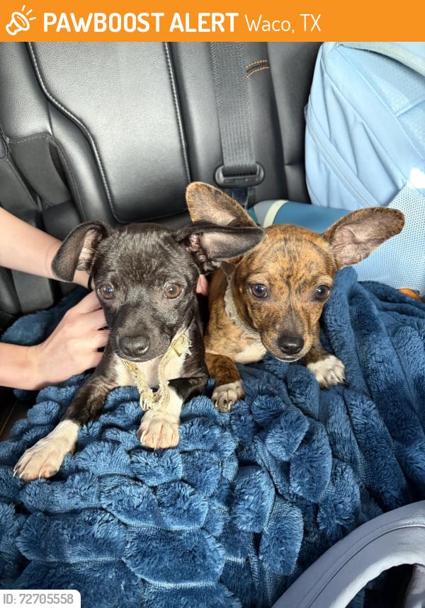 Found/Stray Unknown Dog last seen TNZ food store , Waco, TX 76703