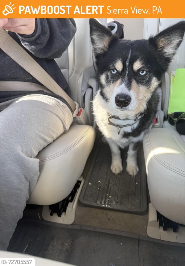 Found/Stray Male Dog last seen Rt 115 and Mountain Toad, Sierra View, PA 18610