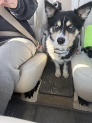 Found/Stray Male Dog last seen Rt 115 and Mountain Toad, Sierra View, PA 18610