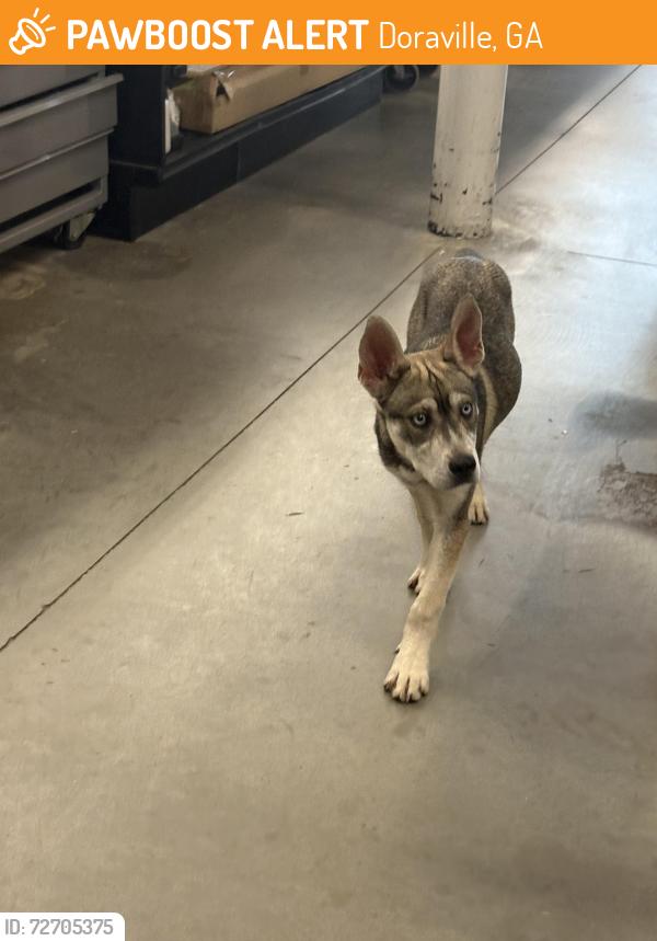 Found/Stray Female Dog last seen McElroy , Doraville, GA 30340