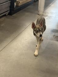 Found/Stray Female Dog last seen McElroy , Doraville, GA 30340