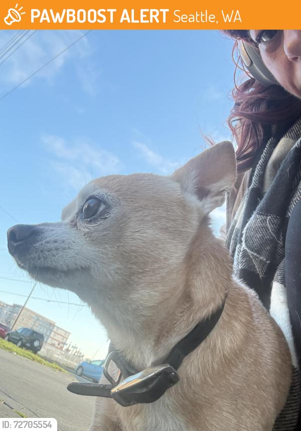 Found/Stray Male Dog last seen 130th/Linden by park, Seattle, WA 98133