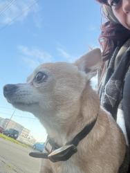 Found/Stray Male Dog last seen 130th/Linden by park, Seattle, WA 98133