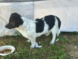 Found/Stray Male Dog last seen Ave 10, Madera County, CA 93636
