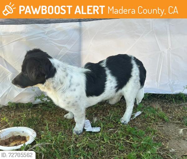 Found/Stray Male Dog last seen Ave 10, Madera County, CA 93636