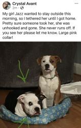 Lost Female Dog last seen Welcome Bethesda Rd, Lexington, NC 27295
