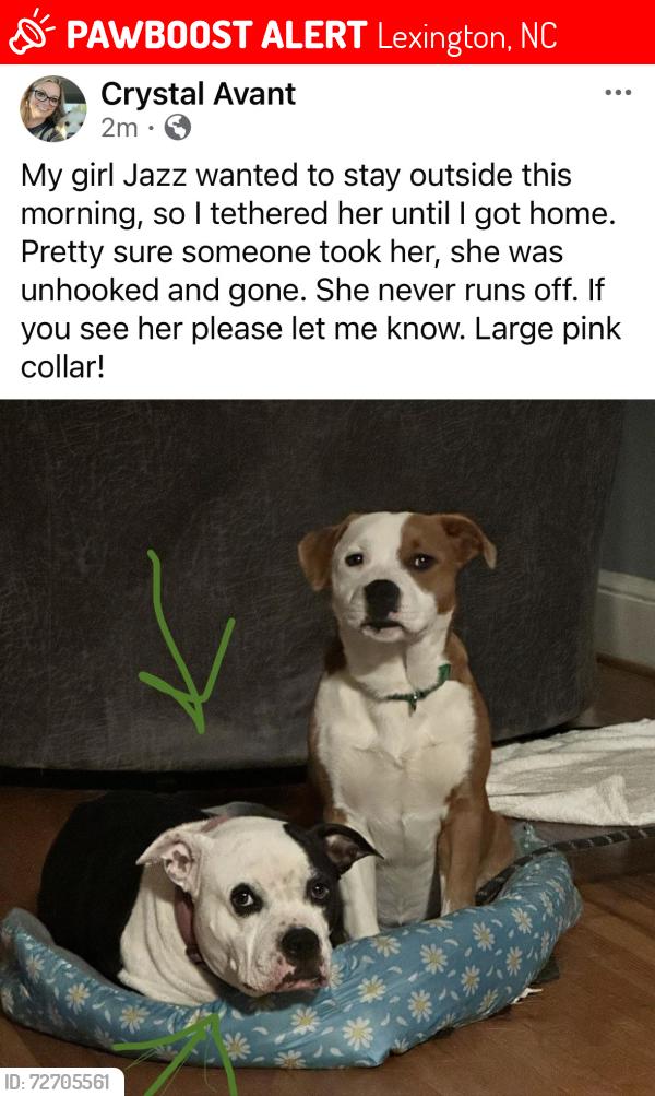 Lost Female Dog last seen Welcome Bethesda Rd, Lexington, NC 27295