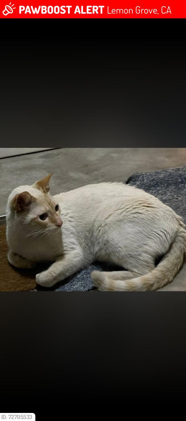 Lost Male Cat last seen Peepermint st, Lemon Grove, CA 91945