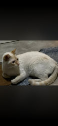 Lost Male Cat last seen Peepermint st, Lemon Grove, CA 91945