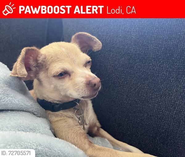 Lost Female Dog last seen fairmont avenue, Lodi, CA 95258