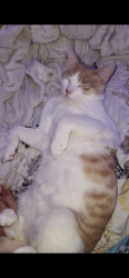 Lost Male Cat last seen Near the park Sebeka mn, my family never told me he was missing so I’m not completely sure of the date he went missing, Sebeka, MN 56477