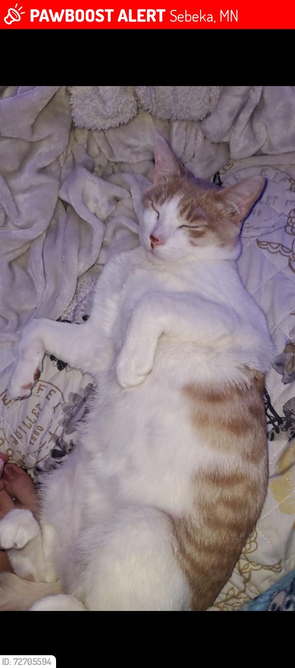 Lost Male Cat last seen Near the park Sebeka mn, my family never told me he was missing so I’m not completely sure of the date he went missing, Sebeka, MN 56477