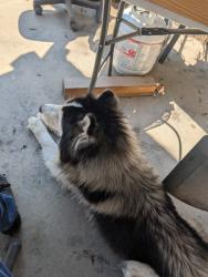 Found/Stray Unknown Dog last seen Palm and McKinley, Fresno, CA 93728
