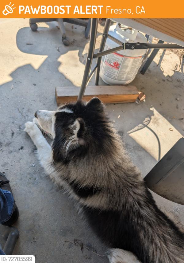 Found/Stray Unknown Dog last seen Palm and McKinley, Fresno, CA 93728