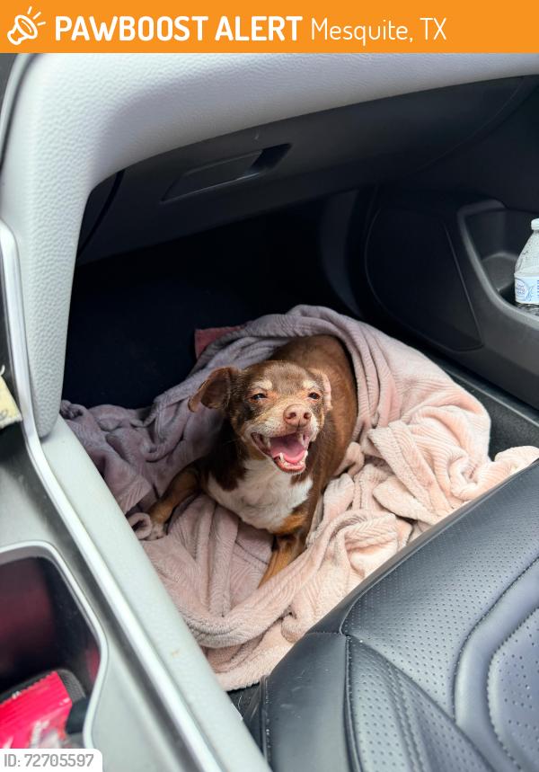 Found/Stray Male Dog last seen Hickory Tree Road & W bruton Road, Mesquite, TX 75149