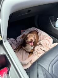 Found/Stray Male Dog last seen Hickory Tree Road & W bruton Road, Mesquite, TX 75149