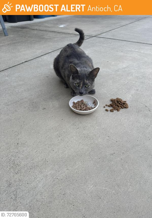 Found/Stray Female Cat last seen Colosseum way, Antioch, CA 94531