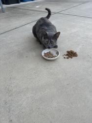 Found/Stray Female Cat last seen Colosseum way, Antioch, CA 94531