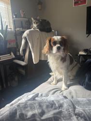 Lost Male Dog last seen Lost inside tower park, Fort Thomas, KY 41075