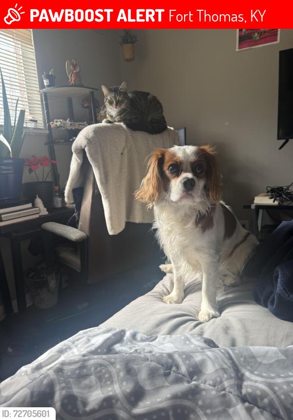 Lost Male Dog last seen Lost inside tower park, Fort Thomas, KY 41075