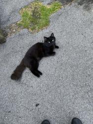 Found/Stray Male Cat last seen Lebanon Rd and Fort Henry, Kingsport, TN 37660
