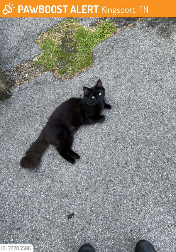 Found/Stray Male Cat last seen Lebanon Rd and Fort Henry, Kingsport, TN 37660