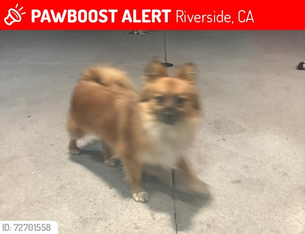 Lost Female Dog last seen Camelia and California , Riverside, CA 92504