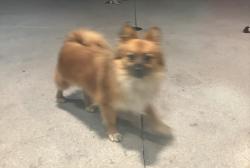 Lost Female Dog last seen Camelia and California , Riverside, CA 92504