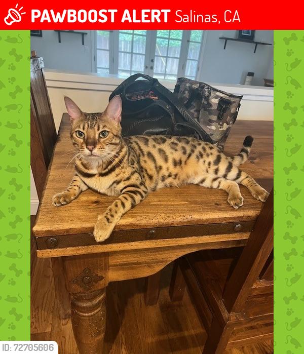 Lost Female Cat last seen Los Olivos/Coleridge/ens/Riker, Salinas, CA 93901