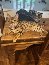 Lost Female Cat last seen Los Olivos/Coleridge/ens/Riker, Salinas, CA 93901