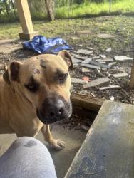 Found/Stray Male Dog last seen Ave L, San Leon, TX 77539
