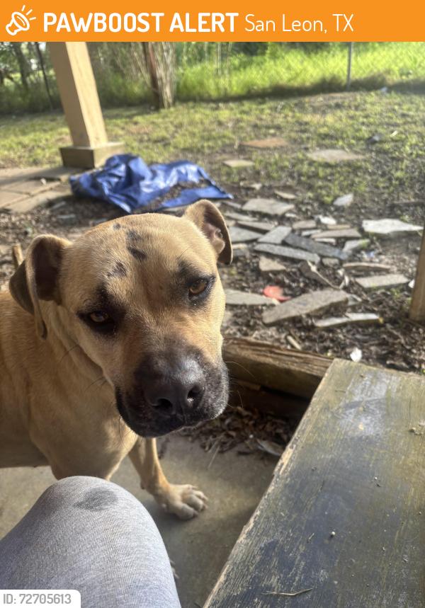 Found/Stray Male Dog last seen Ave L, San Leon, TX 77539