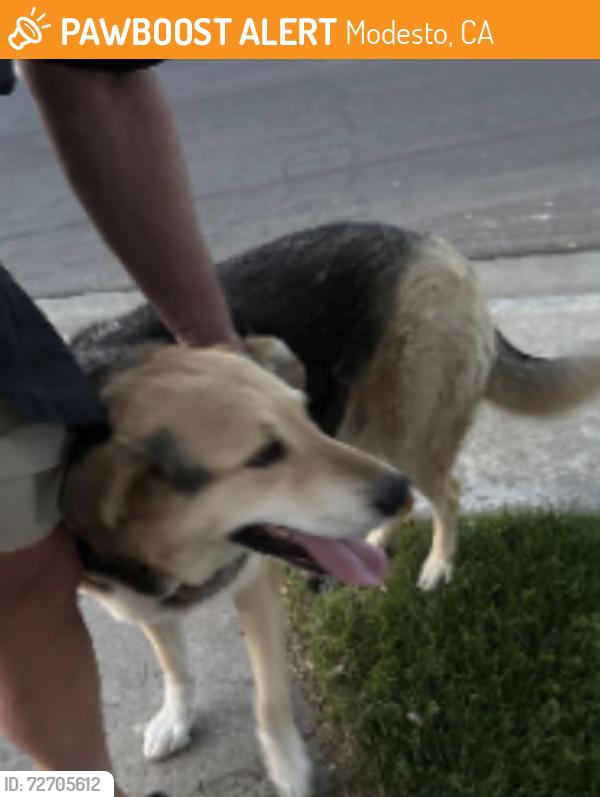 Found/Stray Unknown Dog last seen Quebec, Modesto, CA 95356