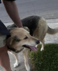 Found/Stray Unknown Dog last seen Quebec, Modesto, CA 95356