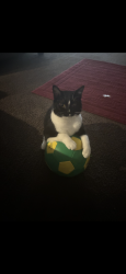 Lost Male Cat last seen Old paint road and Lucy Webb road , Raymore, MO 64083