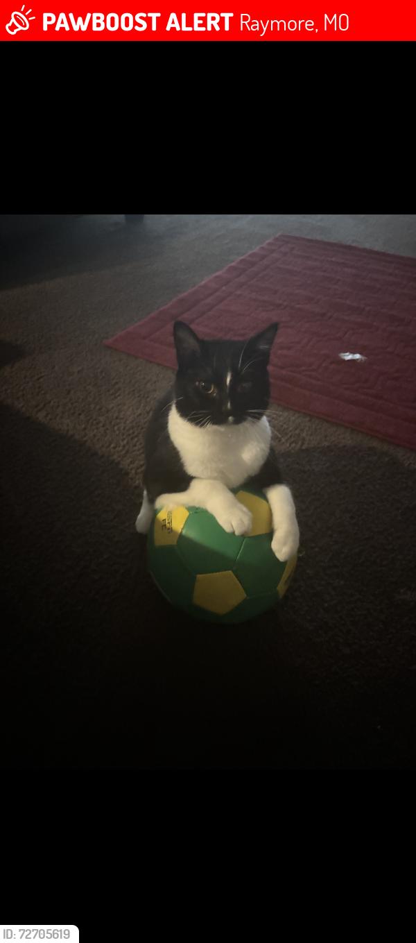 Lost Male Cat last seen Old paint road and Lucy Webb road , Raymore, MO 64083