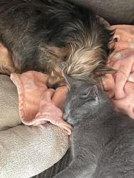 Lost Male Cat last seen A. D. Mims, Orlando, FL 32818