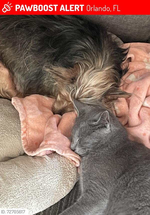 Lost Male Cat last seen A. D. Mims, Orlando, FL 32818