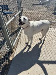 Found/Stray Female Dog last seen Rainbo,, Rio Rancho, NM 87124