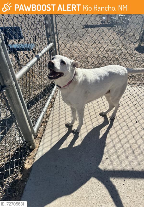 Found/Stray Female Dog last seen Rainbo,, Rio Rancho, NM 87124