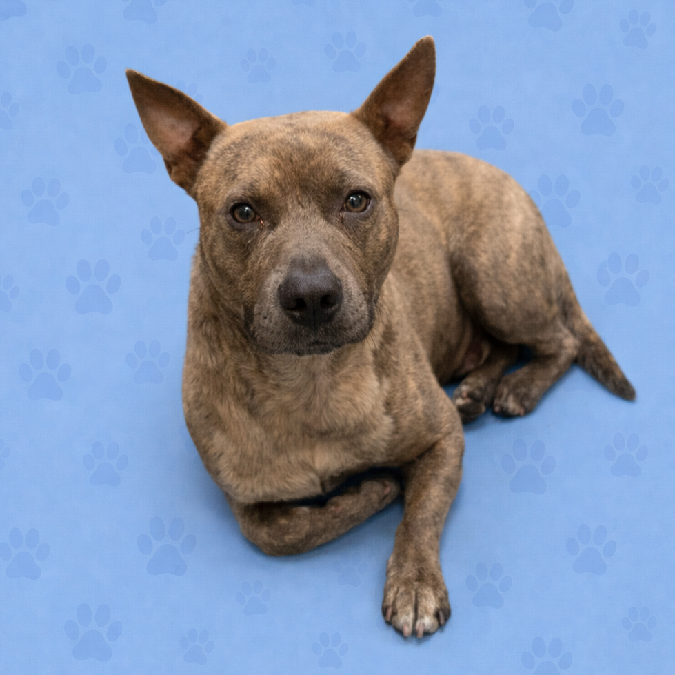 Shelter Stray Male Dog last seen , Memphis, TN 38133