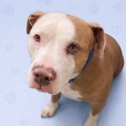 Shelter Stray Male Dog last seen , Memphis, TN 38133
