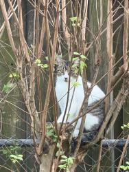 Lost Female Cat last seen Elmview, Houston, TX 77080