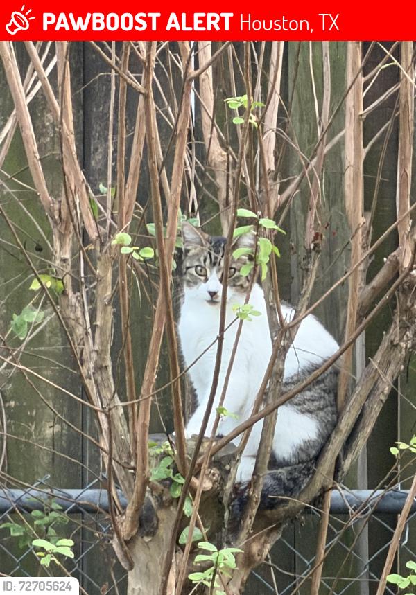Lost Female Cat last seen Elmview, Houston, TX 77080